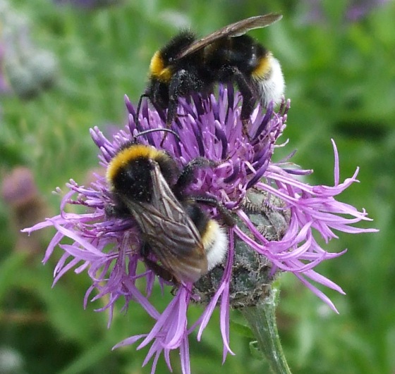 Bees on Knapweed flower